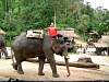 09-08 053 Elephant Demonstration at Mae Sa Elephant Camp.jpg